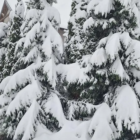 Daire Silver Star Zlatibor